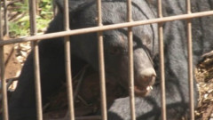 【山形】「仲間がクマに襲われた」朝日町でクマに男性が襲われケガ　山菜採りで山に入り、クマに遭遇