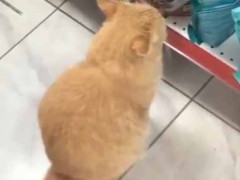 見知らぬネコが店の中にいた。近づいてみる。あの、これを買ってくれませんか？ → 野良さんはこうした…