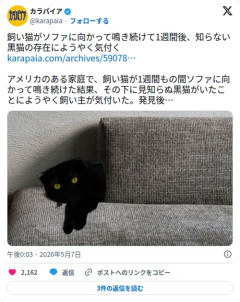 【画像】飼い猫がソファに向かって1週間鳴き続けた結果、下から知らない黒猫が出てきてしまう