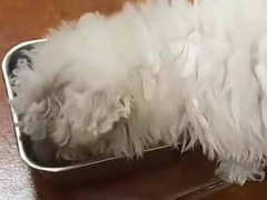 子犬がゴハンを食べていた。これ美味しすぎる～！ → 子犬はこうなっちゃう…