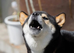 日本「犬の鳴き声って海外ではどういう発音？日本ならワンワンだけど」