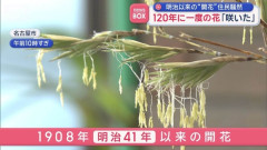 120年に一度の花「咲いた」　明治以来の“開花”住民騒然