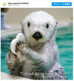 【悲報】鳥羽水族館のラッコ・メイさん(21)、体力の衰えが見え始めてしまう