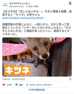 【画像】子犬を保護したと思ったら成長してキツネだったときの顔がこちら