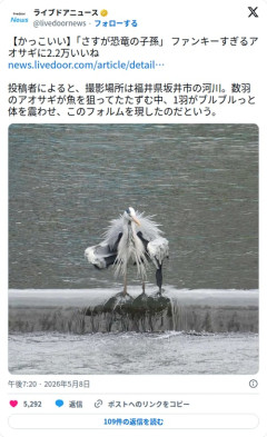 【画像】アオサギさん、ブルブルした瞬間にドフラミンゴみたいになってしまう