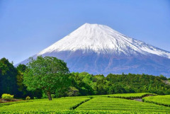 【悲報】静岡県さん、富士山がなければガチで何もない県ｗｗｗｗｗｗｗｗｗｗ