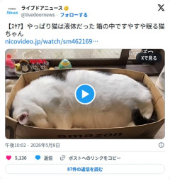 【動画】白猫さん、Amazonの箱にみっちり収まって完全に液体化してしまう
