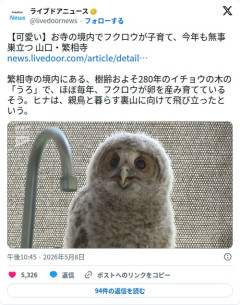 【画像】お寺のフクロウのヒナさん、樹齢280年のイチョウで育ち無事巣立ってしまう