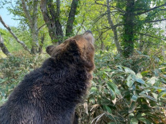 【悲報】熊が出没しているのに山菜取りに行く人たち