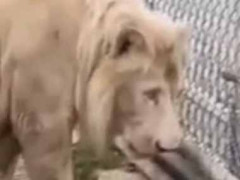 【危険】 男が猛獣のいる檻の中に手を入れていた。ちょっと危ないですよ → 優しいカレが教えてくれました…