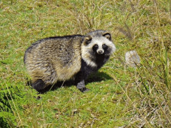 海外「普通だけど世界から見たら興味深い動物は何？」日本「タヌキだ」