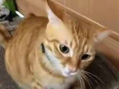猫にオヤツをあげるフリをしてみた。ふんっ！と拗ねてしまった → と思ったら…