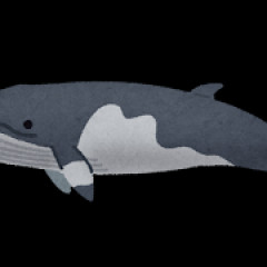 【科学】「クジラ肉」が脳の細胞を守る可能性［R8/5/02］
