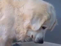 小さな子猫が犬の前足にじゃれていた。ちょっと移動するよ → 優しい犬、そっと動きます…
