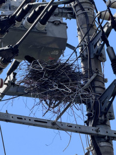 外国人「東京のカラスがこんなもので巣を作ってて興味深い」