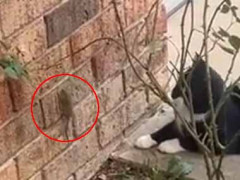 家の壁をネズミが登っていた。猫がそれを見ている。捕まえてくれるかな？ → ファッ！？…