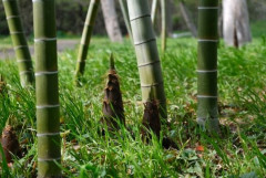 【画像】 裏山持ち僕くん、タケノコ料理食い放題ｗｗｗｗｗ