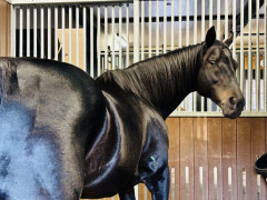 【競馬】なんなら発光しているし神々しさまで…「テカテカフラッシュ叡智だね。」