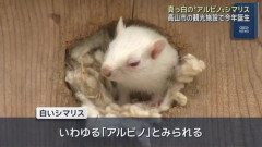 【画像】岐阜の「リスの森」さん、開園30年で初のアルビノシマリスが生まれてしまう