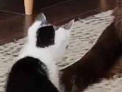 小さな勇者が巨大な敵にたたかいを挑む。この拳を喰らえ！ → ダメージはゼロでした…