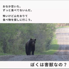【悲報】「熊は悪意で人を襲ってませんが？この本質を無視して無闇に駆除するのは野蛮」←9万いいねで物議