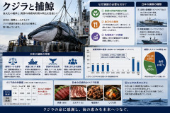 【朗報】クジラ肉にパーキンソン病の進行抑制の効果があることが判明、捕鯨に抗議していた野郎共の手のひら返しくる？