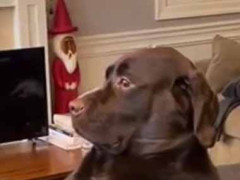 犬がソファでくつろいでいた。この家のオーナーは私ですが、何か？ → そんな犬はこちらです…