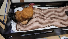 ワイ、チキンを飼う（※画像あり）