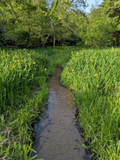 【画像】森来た