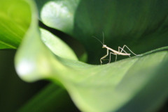 【画像】カマキリの子どもおったよ
