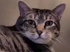 うちには１匹の成猫がいる。名前を呼んでみた → 返事はいつも子猫です…