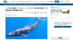 【朗報】クジラ肉にパーキンソン病の進行抑制の効果があることが判明