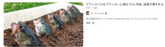 YouTuberさん、生命を弄ぶ動画を投稿