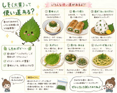 しそ（大葉）って使い道ある？