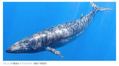 【衝撃】クジラ肉に『とんでもない効果』があると判明