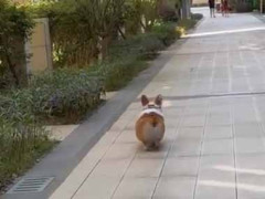 犬が歩道を歩いていた。フリフリフリ♪ → 魅力的な「おちり」はこちらです…