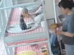 【危ない】 ケージの扉を開けて子猫たちにミルクをあげようとする。危機一髪！ → 犬、お手柄です…