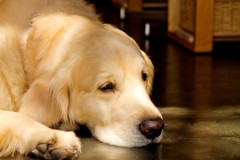 犬買ってよかったこと
