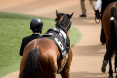 名前が紛らわしい馬