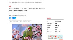 【鳥】桜を食べる野生化インコ　40年で6倍に増加