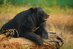 ツキノワグマの主食、ドングリじゃなかった…　近畿北西部、ふん288個分析