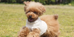 愛犬チロルはなぜ死んだのか　歯石除去中に急死、飼い主が本人訴訟で“カルテの矛盾”突き止め勝訴