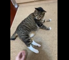 ネコさん　致命的なバグが見つかるｗｗｗｗ