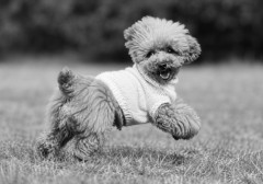 【正義】愛犬を歯石除去で失った飼い主、弁護士使わず本人訴訟で勝訴