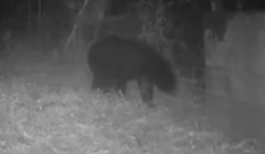 東京にクマが出没！
