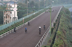 2歳馬ジョドレルバンク、美浦Wでラスト1F11.3