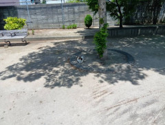 散歩してたらネコいたよ（※画像あり）