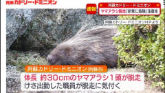 【悲報】ヤマアラシさん、展示初日に穴を掘って脱走してしまう