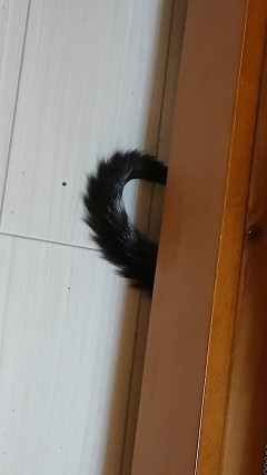 【画像】猫「人間が帰ってきた。ベッドの下に隠れたろ」