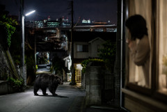 【衝撃映像】都内の住宅街にクマ出現…「まさか東京で」拡大するクマ被害に住民騒然【動画あり】